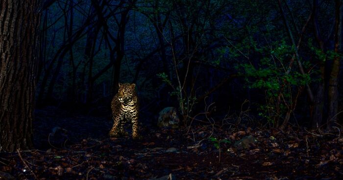 Wildlife beauty: a leopard stands illuminated against a dark forest, showcasing its raw elegance in nature.