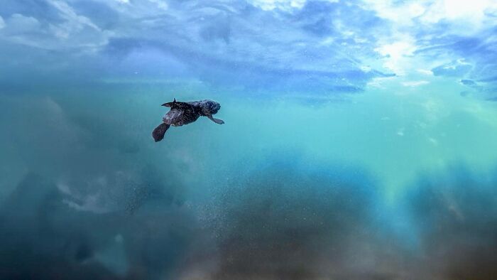Wildlife photographer captures raw beauty of a sea turtle swimming underwater against a vibrant, blue-green backdrop.