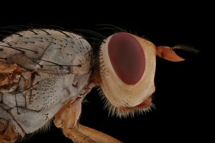 Close-up of an insect, showcasing detailed features and textures, highlighting the small worlds captured by photographers.