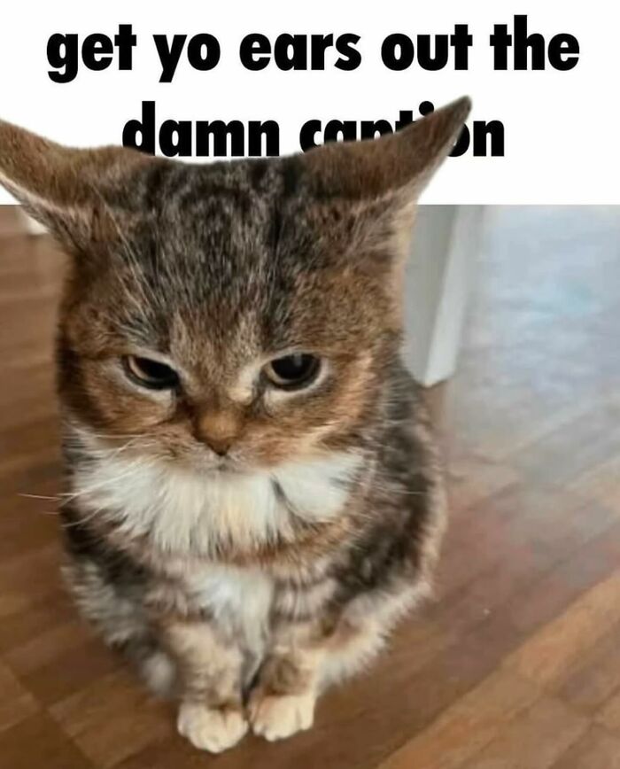 Grumpy cat meme with text above its ears, showcasing classic Cat Memes humor.
