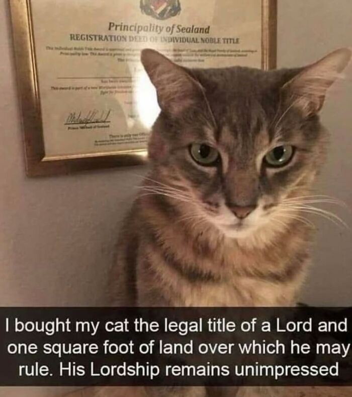 Cat with a lord title certificate looks unimpressed.