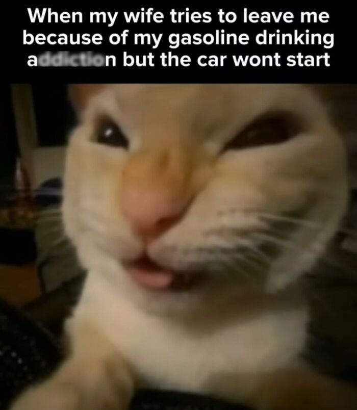 Close-up of a cat making a funny face with humorous text about gasoline, perfect for cat memes fans.