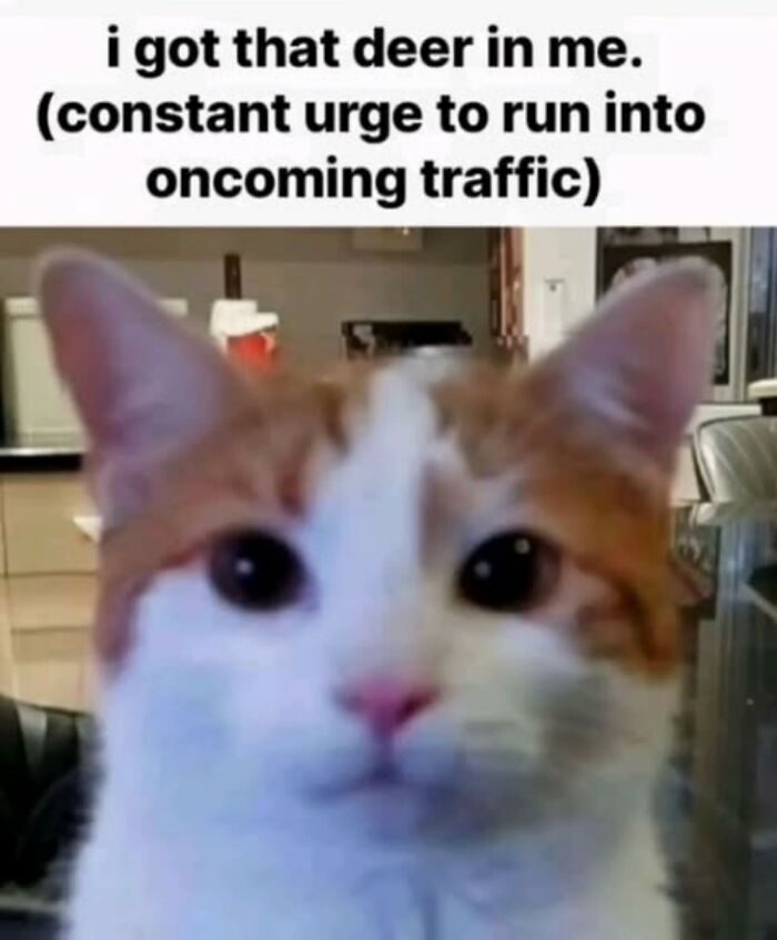 Cat meme showing an orange and white cat with a humorous caption in a kitchen setting from Catlandscentral.