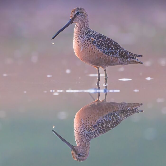 A stunning wildlife photo of a long-billed bird standing in tranquil water by Lennart Verheuvel.