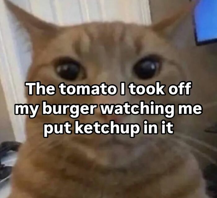 Orange cat with wide eyes, captioned with a humorous text about a tomato reacting to ketchup addition. Cat memes humor.