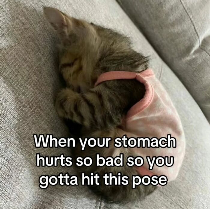 Kitten in a pink outfit curled up on a couch, embodying a funny cat meme from Catlandscentral.