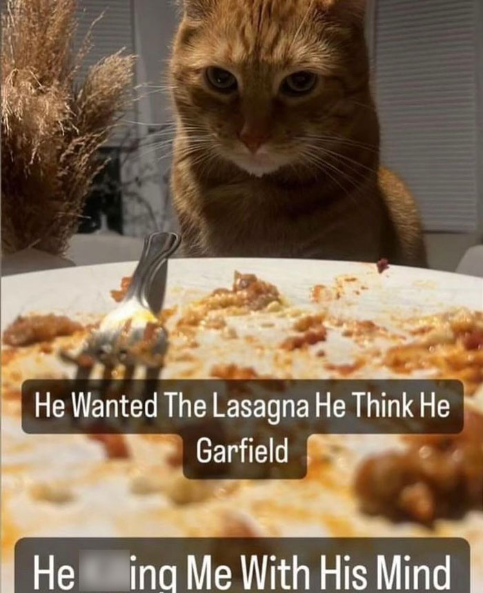 A cat stares intently at a plate of lasagna, with text humorously referencing Garfield, from Catlandscentral.
