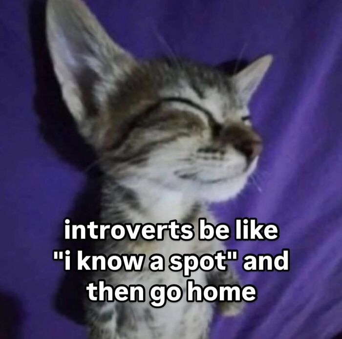 Smiling cat with eyes closed on purple background, text about introverts. Cat memes humor from Catlandscentral.