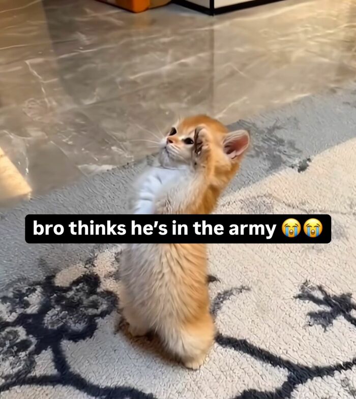 Cute kitten standing upright humorously, resembling a soldier; perfect for cat memes on Catlandscentral.