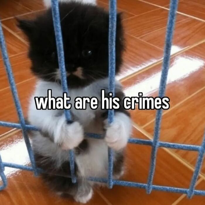 Cute black and white kitten behind bars with text "what are his crimes," highlighting a humorous cat meme.