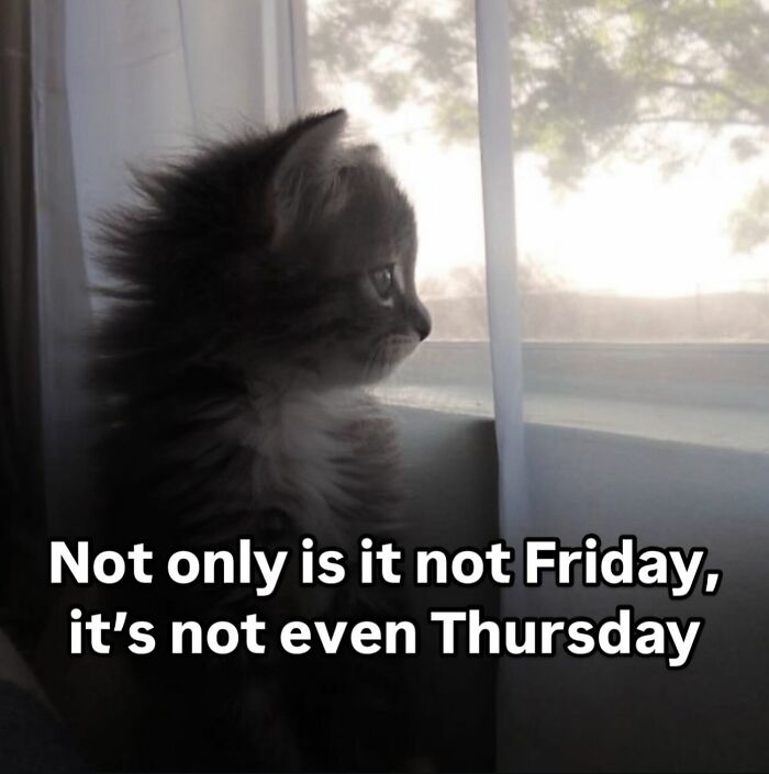 Cute cat looking out window with funny meme text.