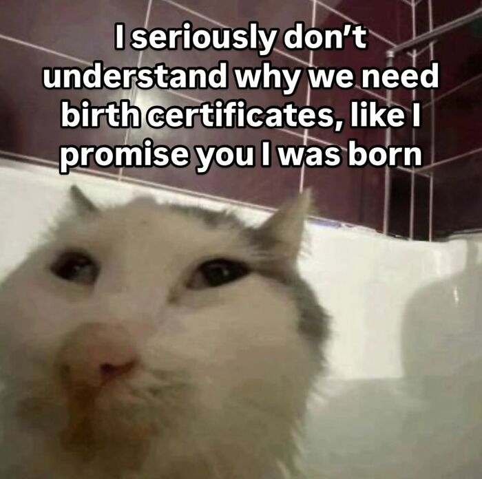 Cat meme with a confused expression, questioning the need for birth certificates in a humorous setting.