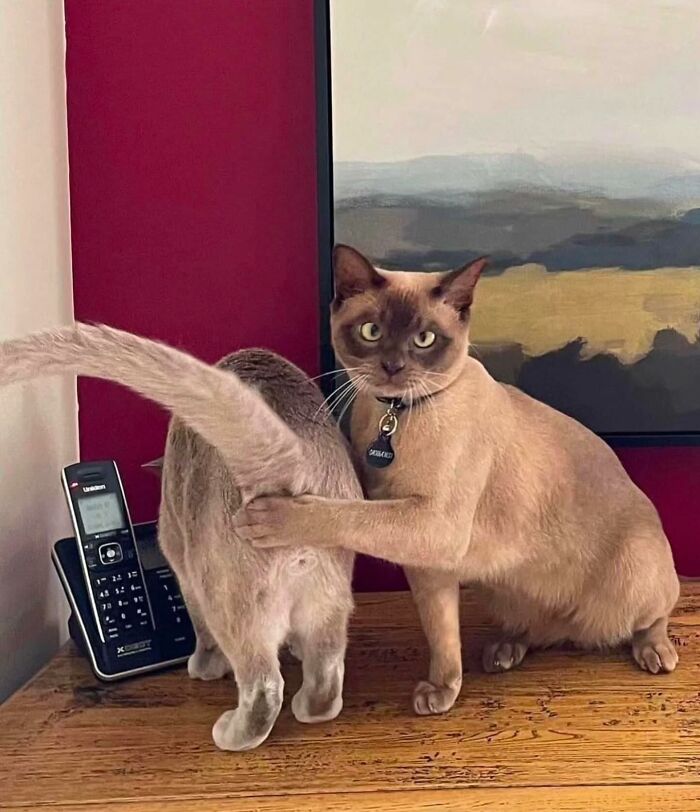 Two playful cats on a table, perfectly timed moment as one cat covers the phone with its paw.