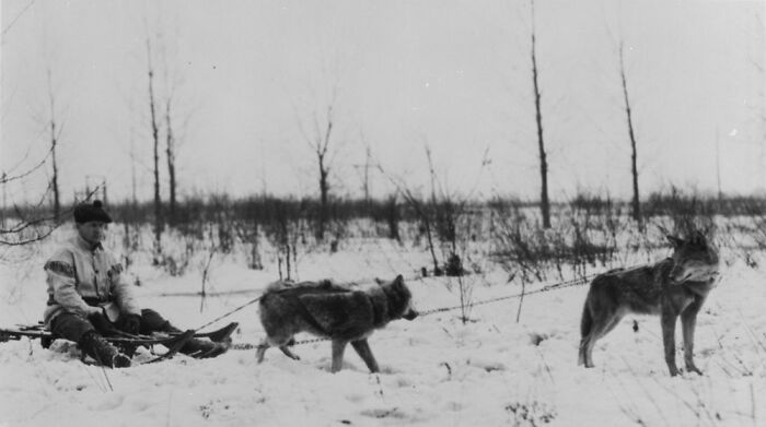 Man sledding with wolves in snowy landscape, showcasing rare historical transportation methods.