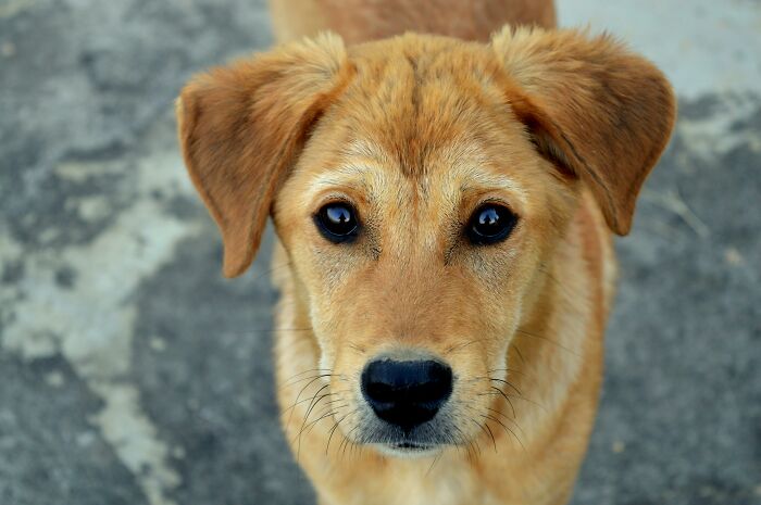 Close-up of a curious dog with expressive eyes, often inspiring wild theories about pet emotions.
