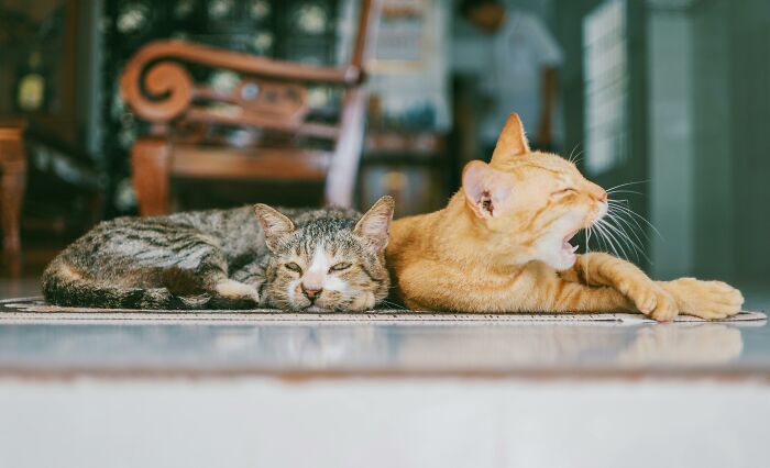 Two cats lounging on a rug, with one yawning, capturing a moment of unexpected-cat-gifts companionship.