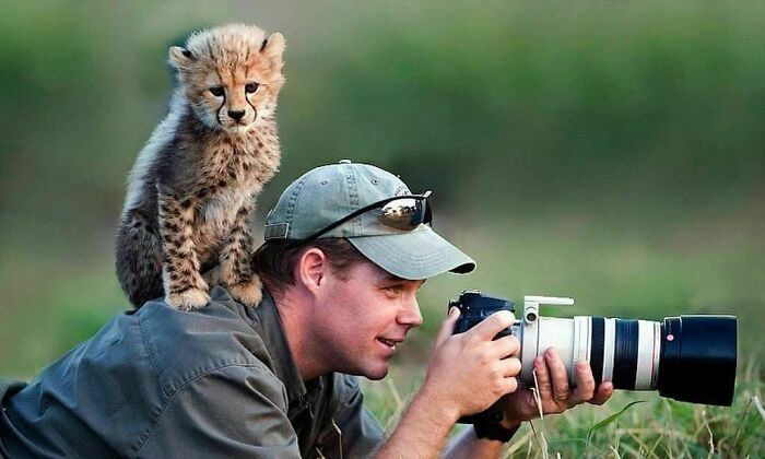 Wildlife photographer disturbed by a playful cheetah cub sitting on his back while he takes a photo, showcasing hilarious animals.
