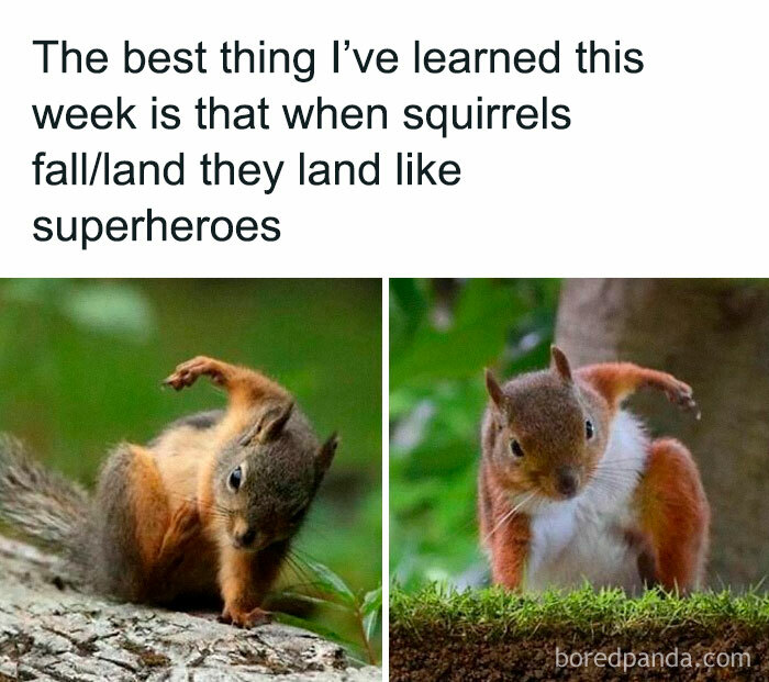 Squirrels landing like superheroes, capturing a funny and awkward animal moment.