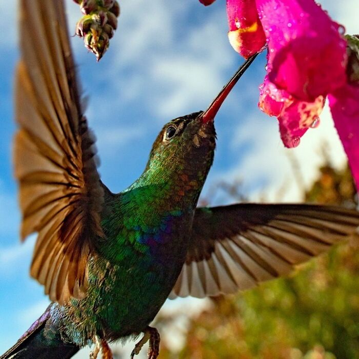 Hummingbird in flight, showcasing the raw beauty of wildlife, feeds from a vibrant pink flower against a blue sky backdrop.