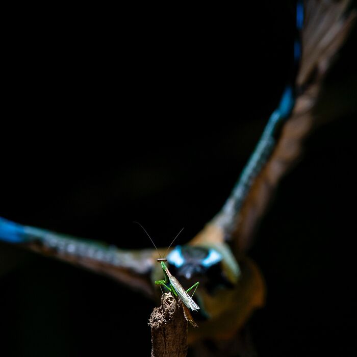 Praying mantis perched on a twig with a blurred bird in flight, showcasing the raw beauty of wildlife.