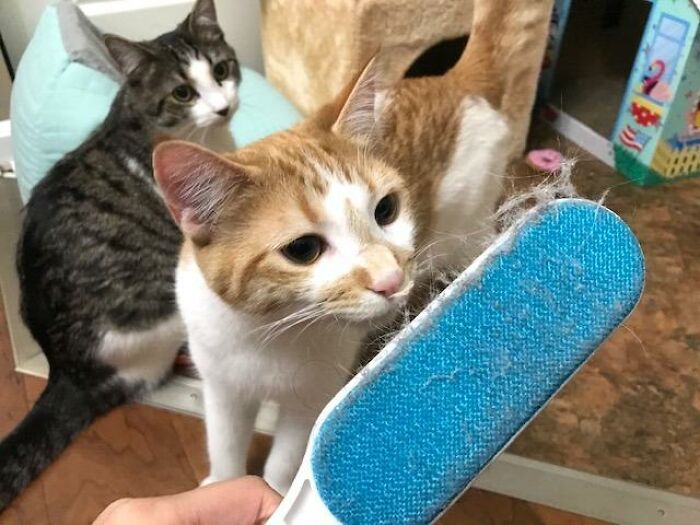 Two cats with a hair removal brush, showcasing a cheapskate-friendly grooming hack.