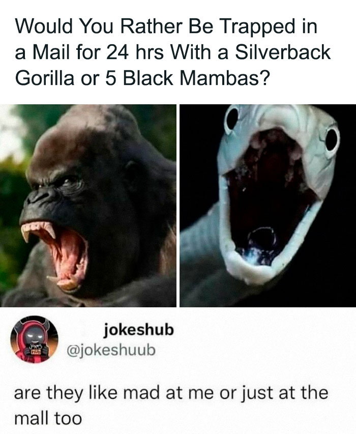 Funny and awkward animal meme featuring a gorilla and snake, with a humorous caption about being in a mall.