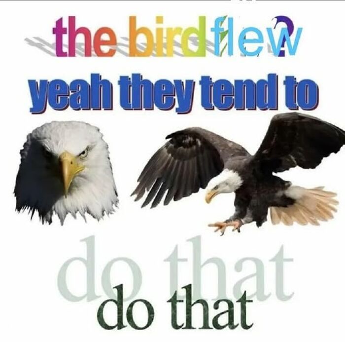 Eagle with caption "the bird flew," illustrating a literal meme humor.