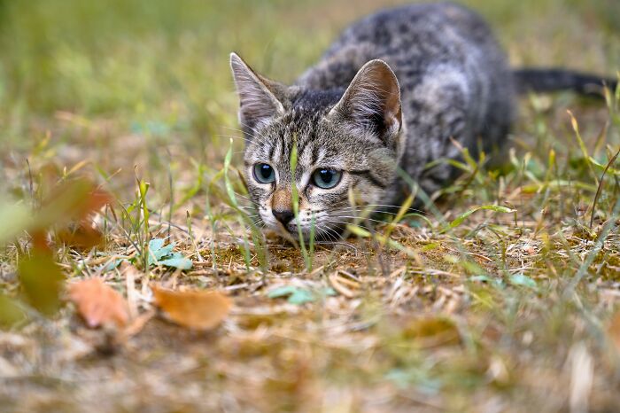 A tabby kitten crouching in grass, embodying unexpected cat gifts with a playful and curious expression.