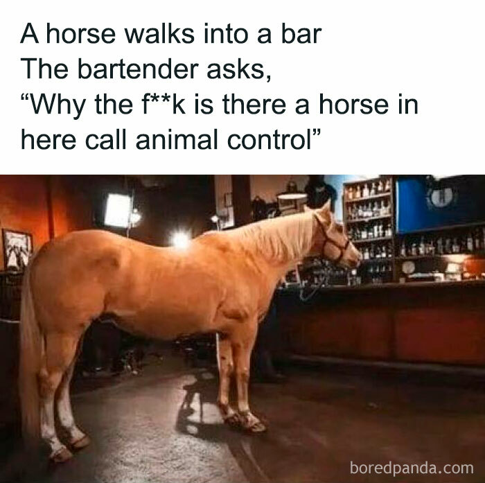 Horse stands at a bar with text: "A horse walks into a bar. The bartender asks why call animal control." Literal memes humor.