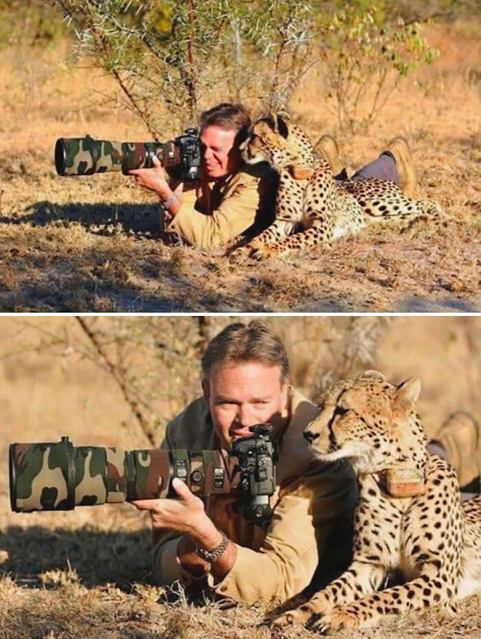 Wildlife photographer disturbed by a cheetah with no spatial awareness resting beside him while he aims his camera.