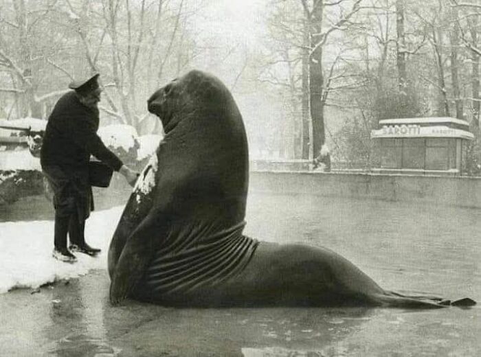 Man in uniform interacting with a large seal in snowy historical setting.