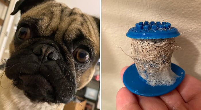 Pug's face next to a hair-clogged drain stopper, showing adult life's chaotic challenges.
