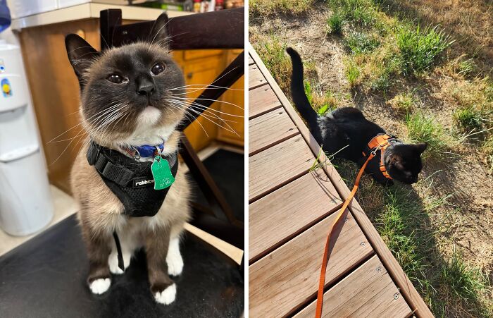 Cats exploring, wearing harnesses; perfect finds at first sight.