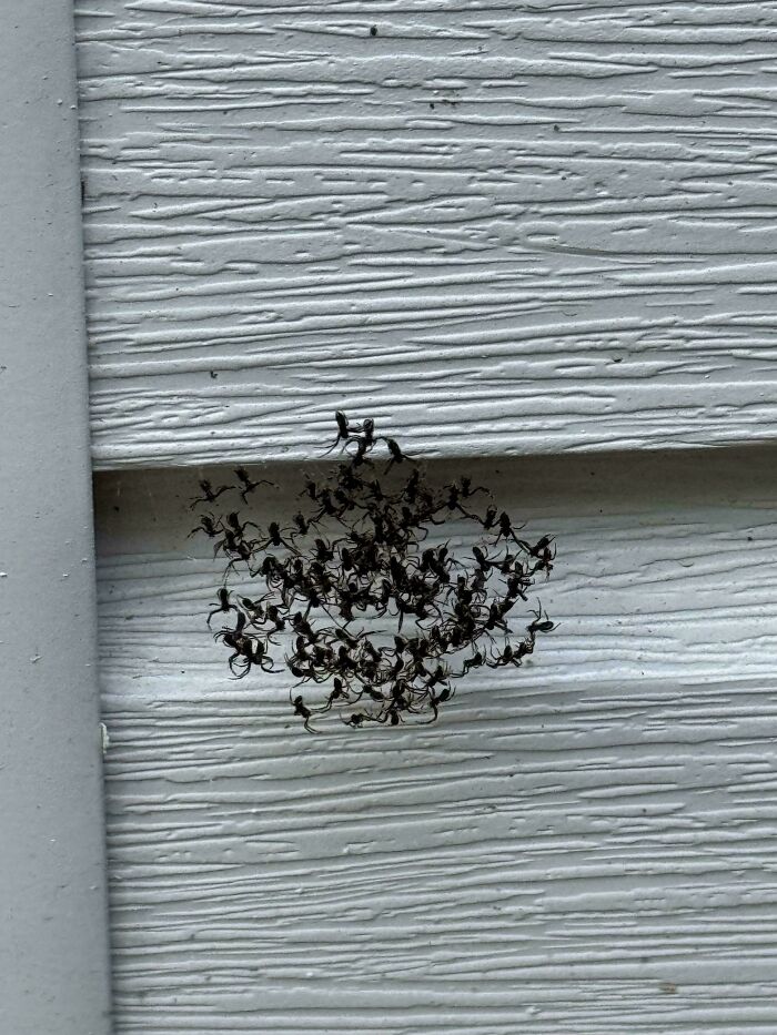 Cluster of small spiders on textured white wall in Australia.