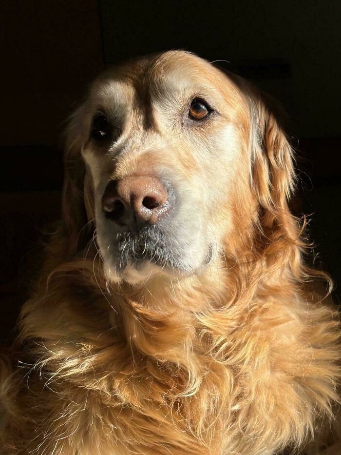 Golden retriever in dramatic lighting, resembling an Accidental Renaissance painting.
