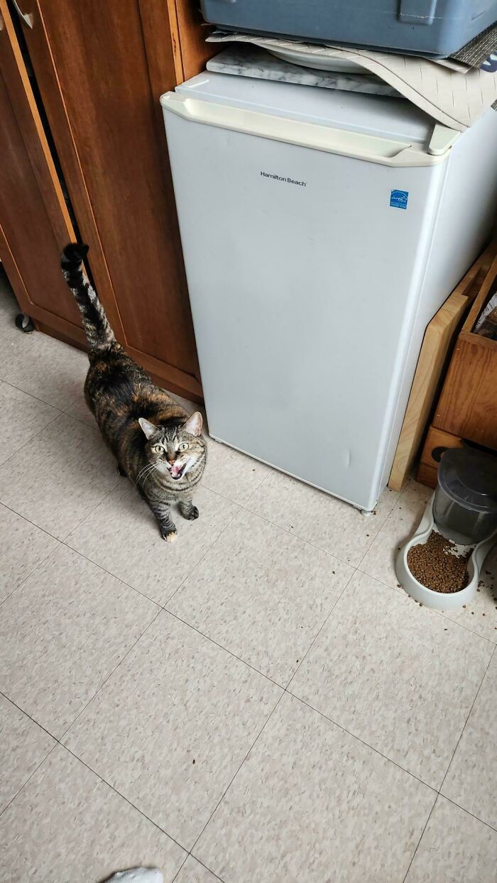 Tabby cat meowing loudly in a kitchen near a refrigerator and a bowl of spilled dry cat food on the floor.