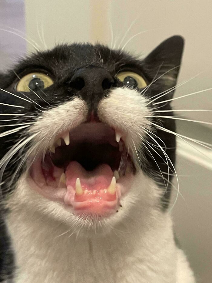 Close-up of a black and white cat mid-meow with wide eyes and open mouth showing sharp teeth.