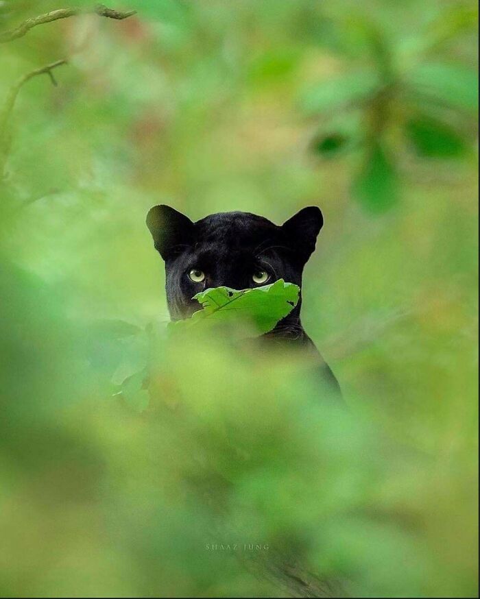 Pantera negra oculta tras hojas verdes en la naturaleza, mirando intensamente.