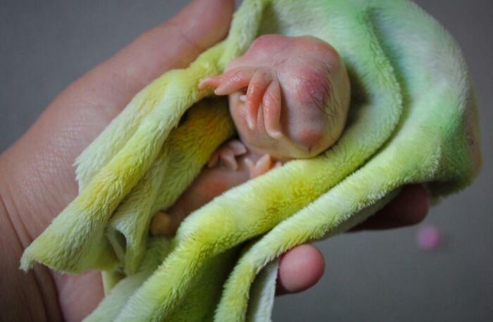 A handmade craft resembling a creepy hand wrapped in green fabric.