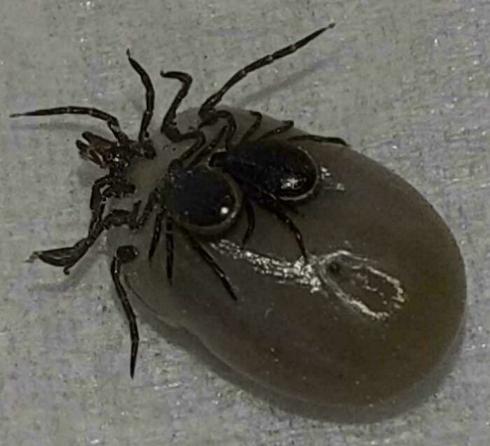 "Escena inquietante con araña sobre garrapata hinchada."