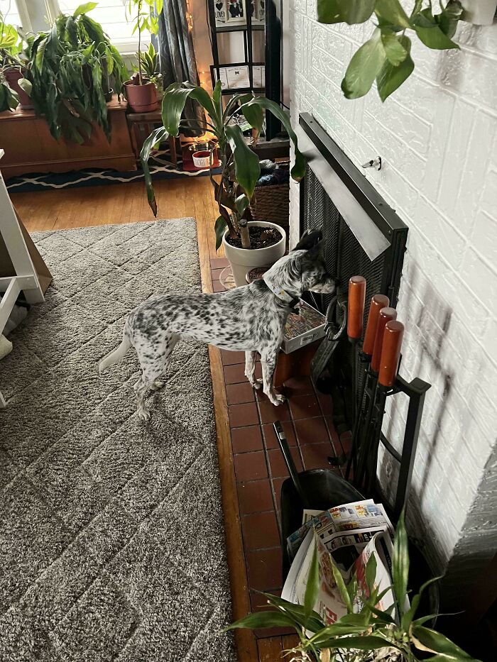 Spotted dog with head in fireplace, surrounded by plants, creating a humorous scene of shenanigans.