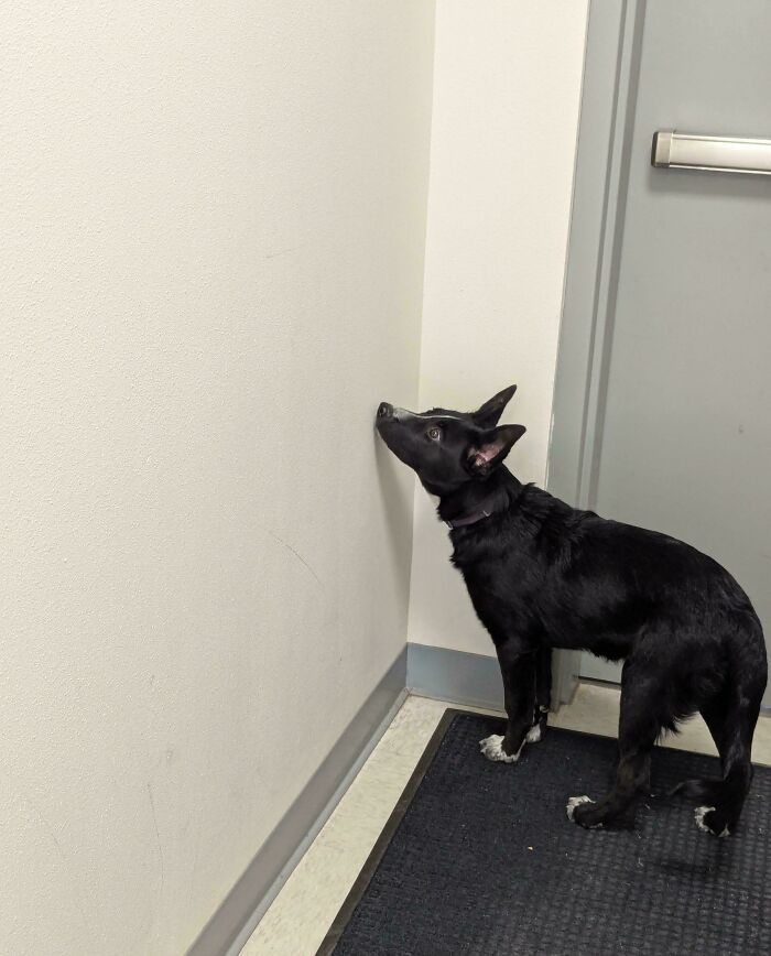 Dog staring at a wall, showcasing a curious and baffling behavior indoors.