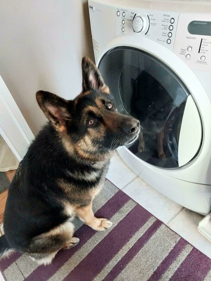 Dog sitting by a washing machine, showing curious shenanigans.