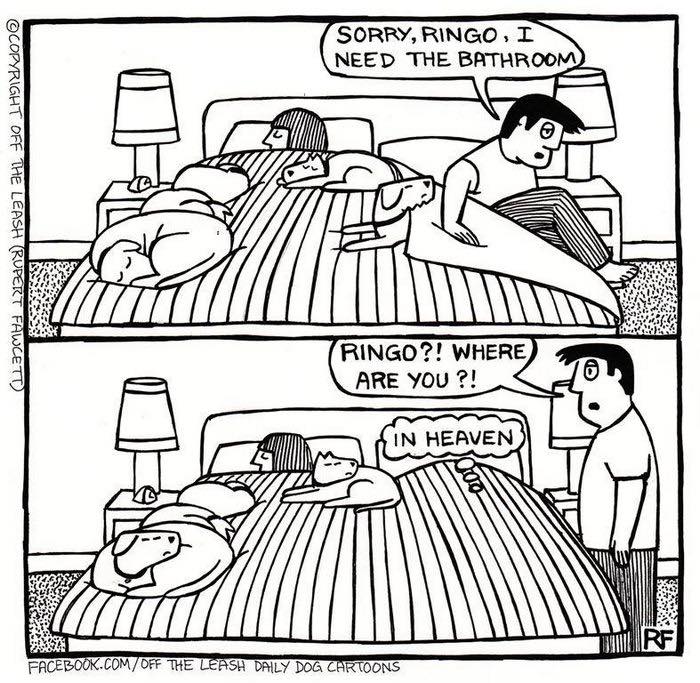 Comic about dog ownership humorously depicts a dog taking a cozy spot on a bed while the owner is away.