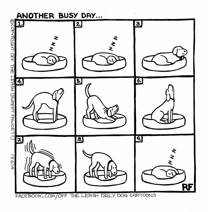 Cartoon showing the reality of owning a dog: a humorous sequence of a dog's busy day on its bed.