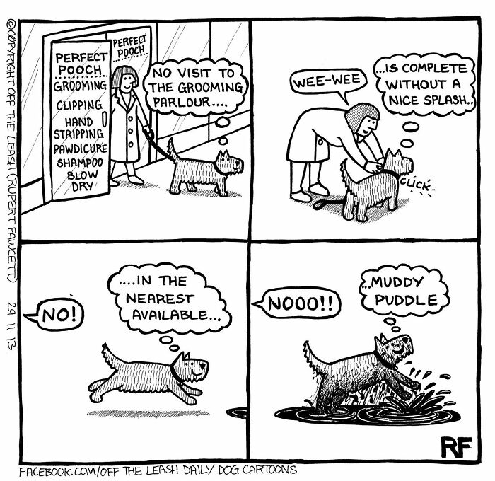 Dog owner finds the reality of owning a dog humorous as a freshly groomed dog jumps into a muddy puddle.