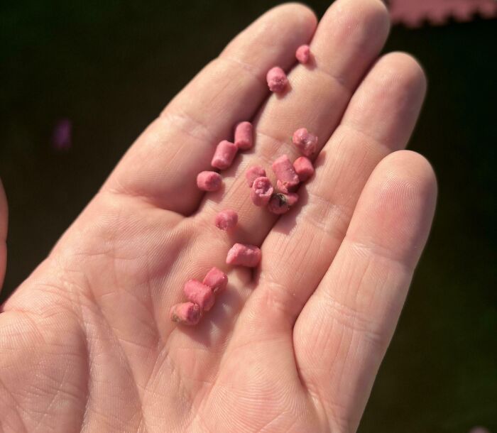 Hand holding small, pink, unidentified weird objects.