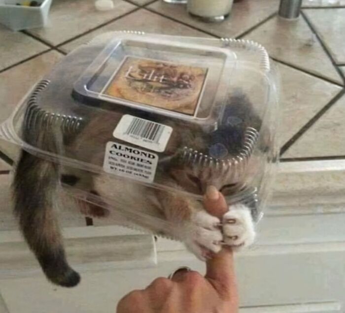 Cat with sharp claws playfully scratching finger through plastic container.