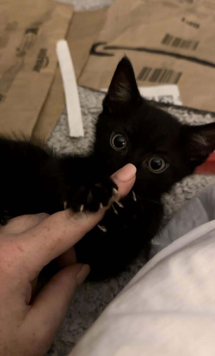 Black kitten playfully grabbing a finger with its sharp claws, surrounded by cardboard on the floor.