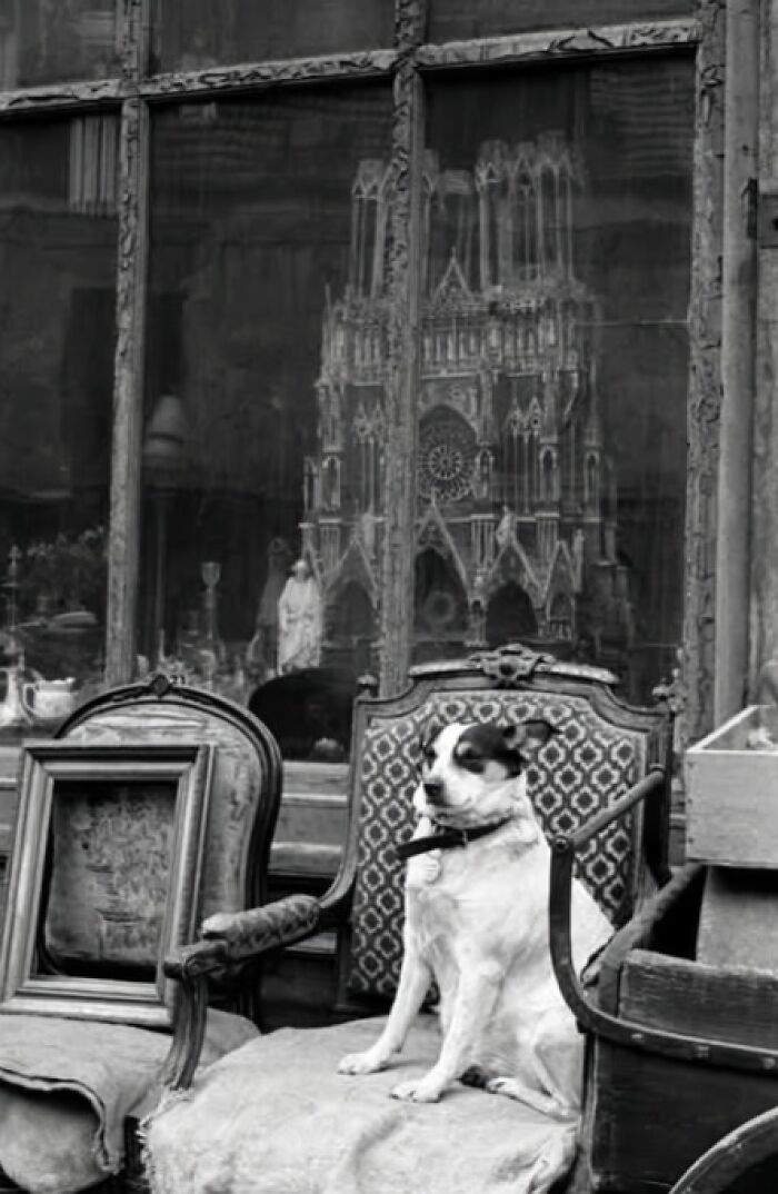 Dog on vintage chair outside antique shop with cathedral model; resonates with history's charm.